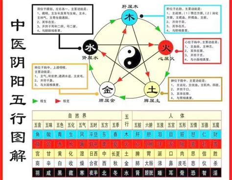 五臟六腑五行|搞懂中醫五行陰陽論！一張表看懂五行與五臟的關係